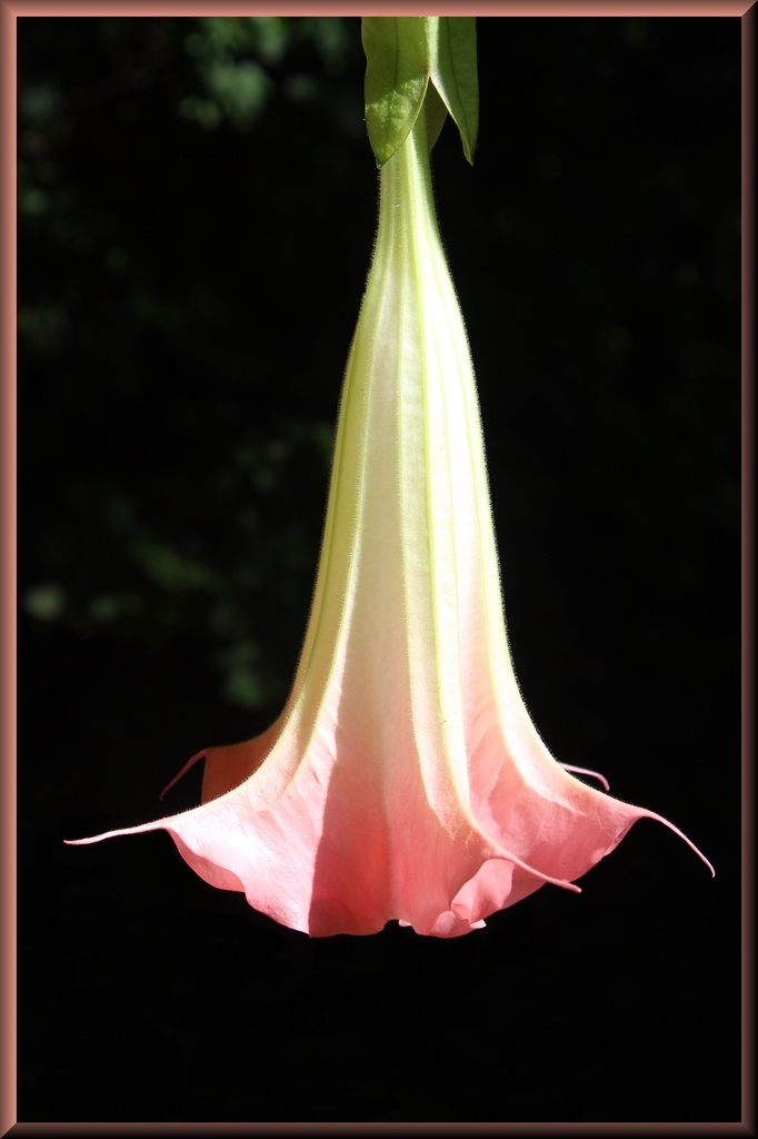 Pink Angel's Trumpet by paintdipper