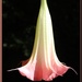 Pink Angel's Trumpet by paintdipper