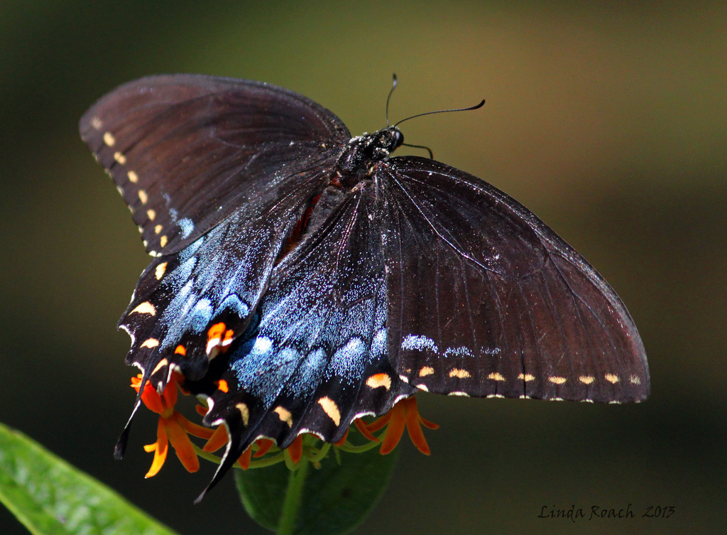 Black and Blue Butterfly  by grannysue