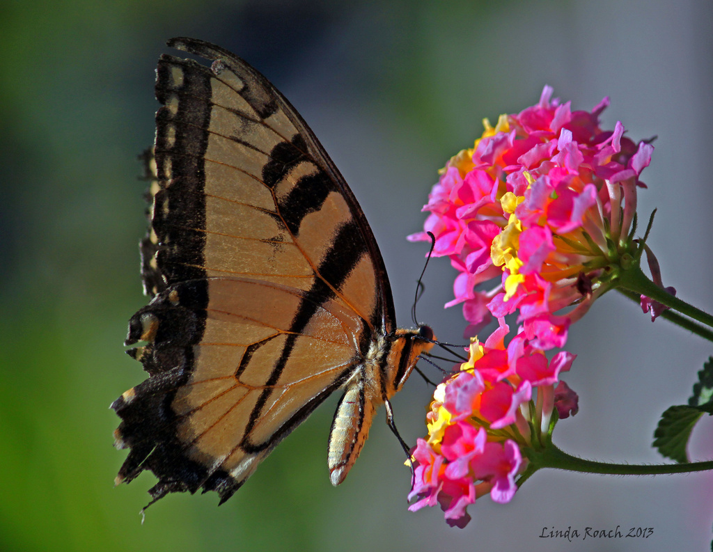 Yellow and Black Butterfly  by grannysue