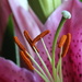 Lilly stamens by padlock
