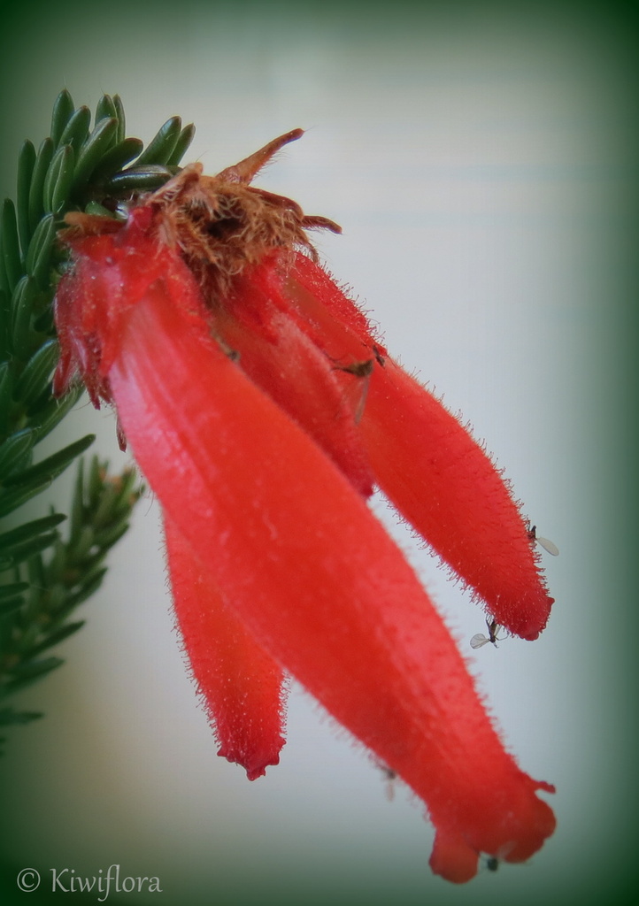 Erica cerinthoides 'Can Can' by kiwiflora