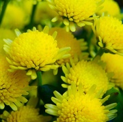 4th Sep 2013 - Yellow daisy chrysanths