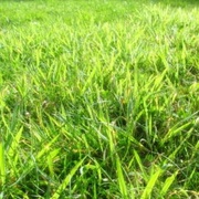 5th Sep 2013 - Green green grass of home...