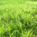 Green green grass of home... by filsie65