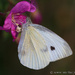Cabbage White the Full Picture by leonbuys83