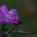 Great Willowherb by leonbuys83