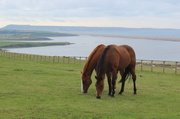 17th Aug 2013 - horses and Chesil Beach