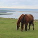 horses and Chesil Beach by mariadarby