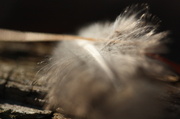 6th Sep 2013 - Tiny Feather