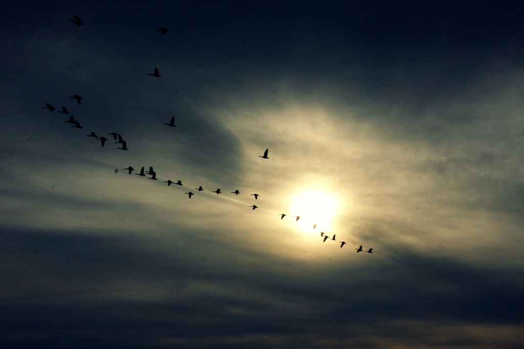 Canada Geese by edie