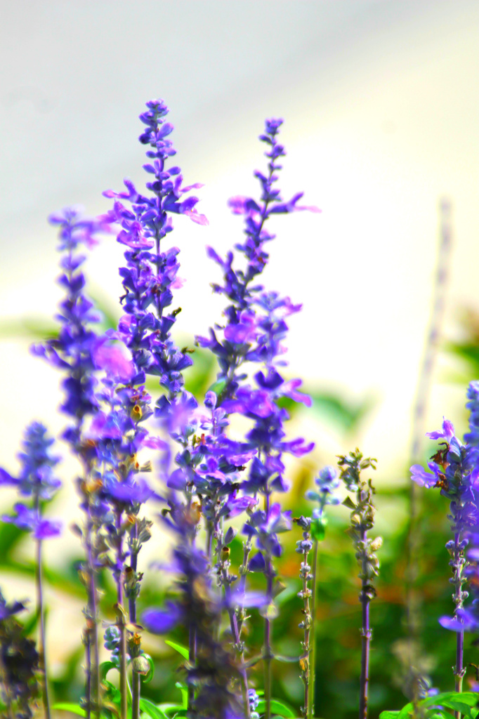 Purple Flowers by vernabeth