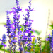 Purple Flowers by vernabeth