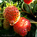 Strawberries  by tonygig