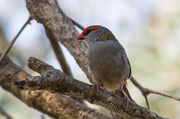 7th Sep 2013 - Red-browed Finch