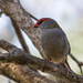 Red-browed Finch by goosemanning