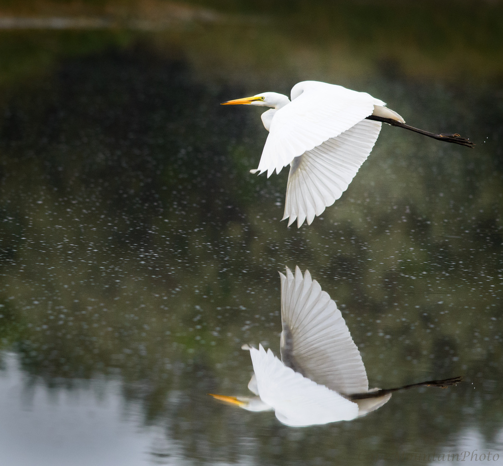 Flying Reflected Egret  by jgpittenger