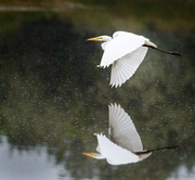 7th Sep 2013 - Flying Reflected Egret 
