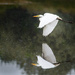 Flying Reflected Egret  by jgpittenger
