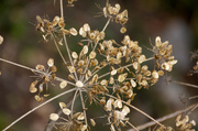 6th Sep 2013 - Cow Parsley Seed heads
