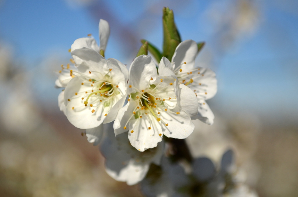 Spring Blossom by salza