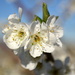 Spring Blossom by salza