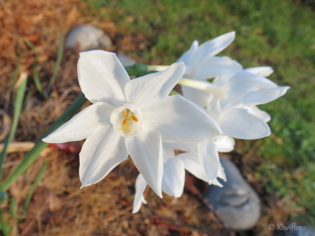 Miniature white daffodil by kiwiflora