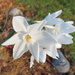 Miniature white daffodil by kiwiflora