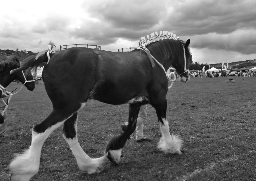 #253 Heavy horses black and white. by denidouble