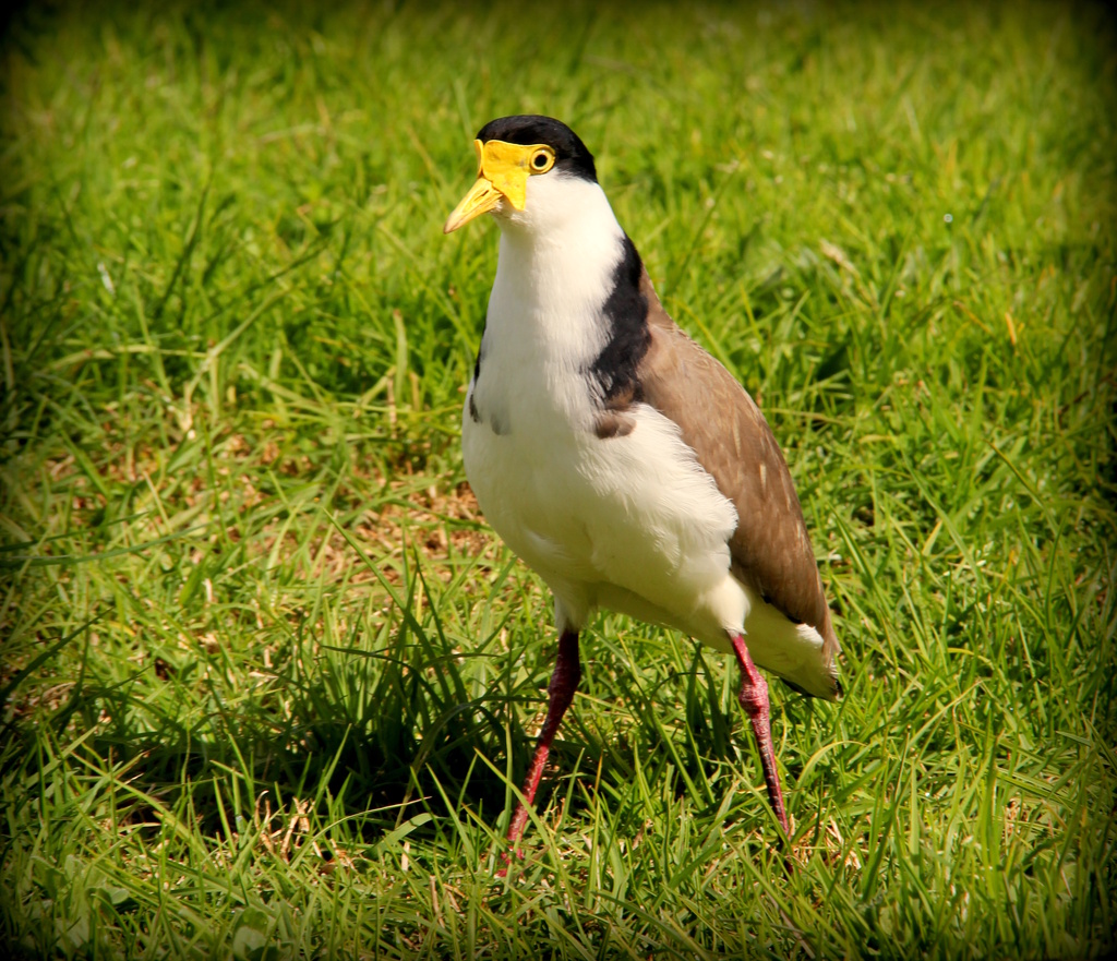 Spur winged Plover by rustymonkey