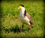 4th Sep 2013 - Spur winged Plover