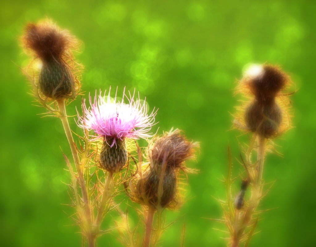 Gentle Harbinger by juliedduncan