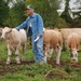 Glengarry Cattle Tour by farmreporter