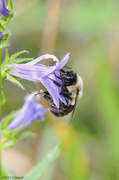 5th Sep 2013 - Bumble Bee