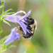 Bumble Bee by lstasel