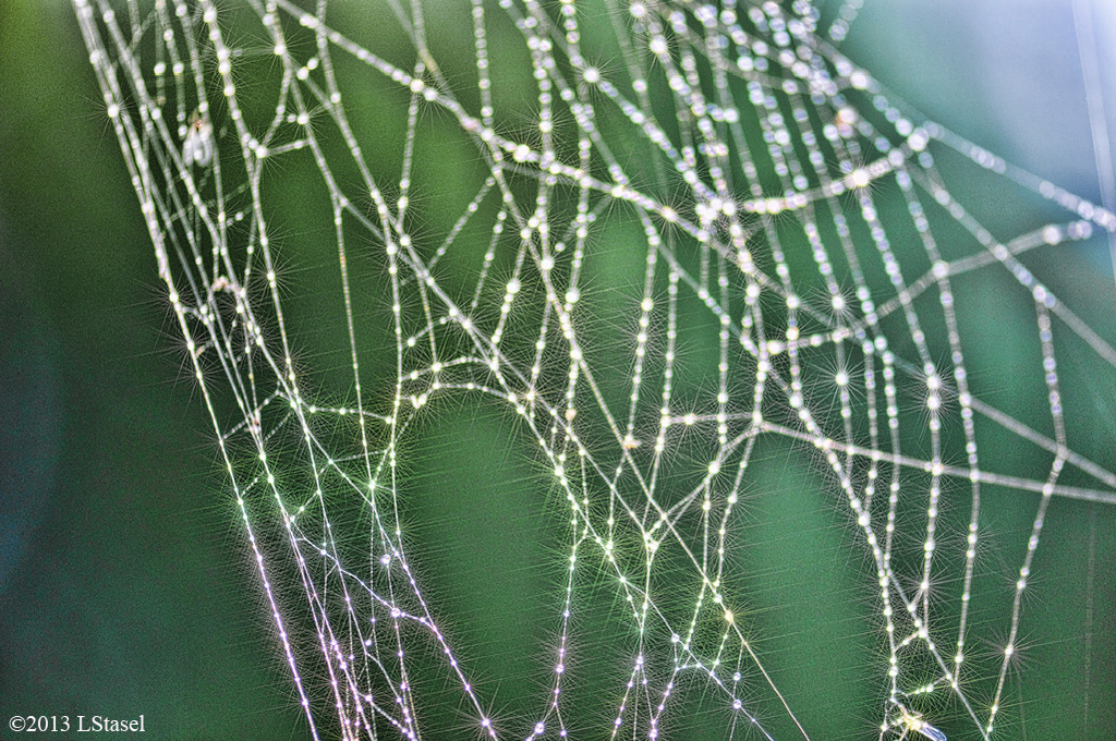 Spider Web by lstasel