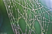 6th Sep 2013 - Spider Web