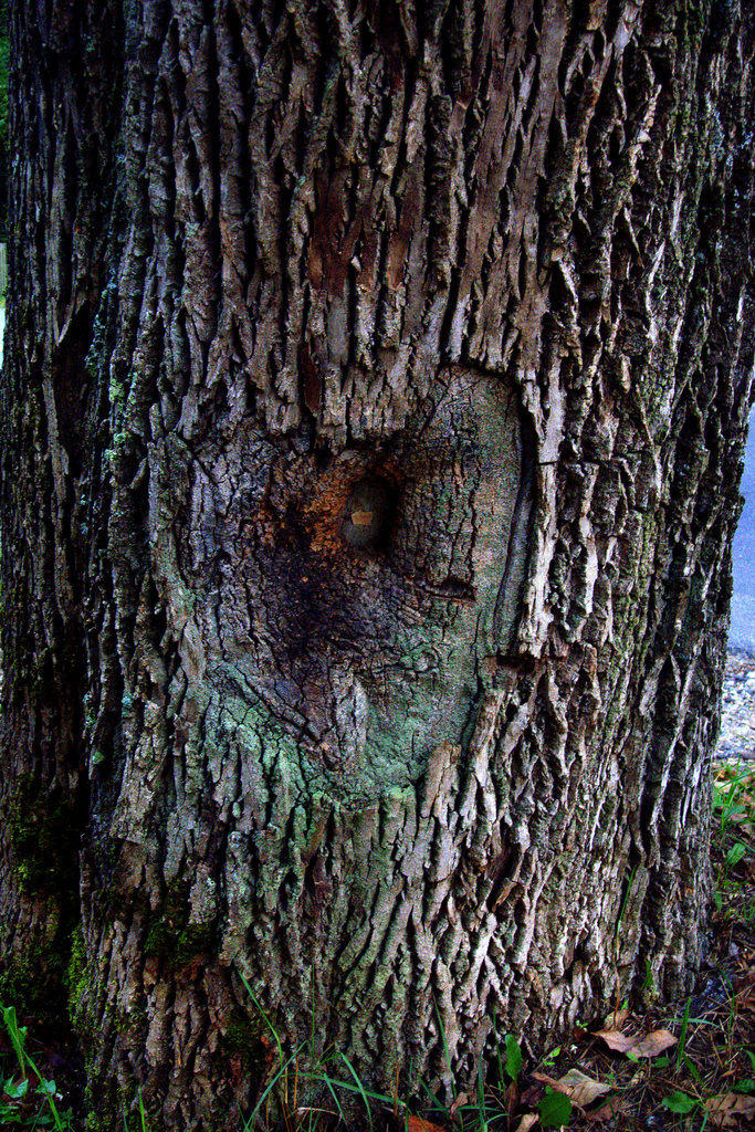 Heart Tree by kevin365
