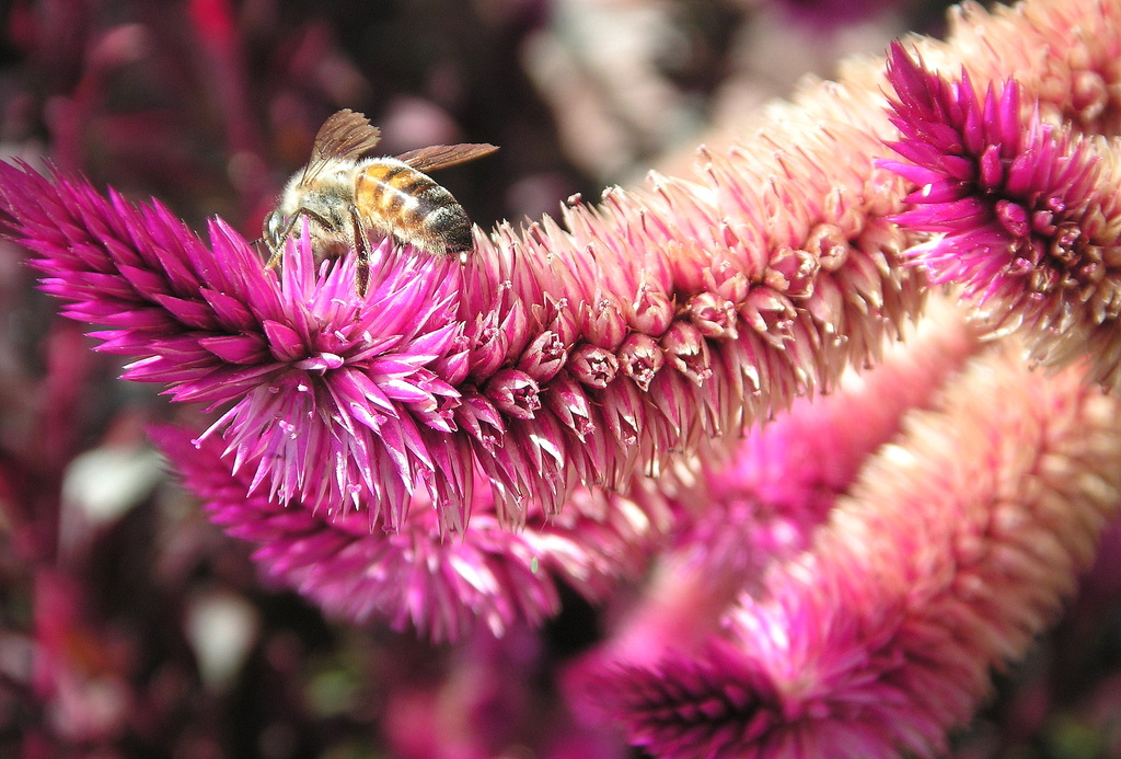 Bee Pink by pasadenarose