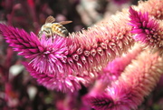 5th Aug 2013 - Bee Pink
