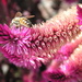 Bee Pink by pasadenarose