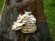7th Sep 2013 - Bracket Fungus