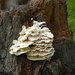 Bracket Fungus by oldjosh