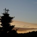 'tree' at sunrise by quietpurplehaze