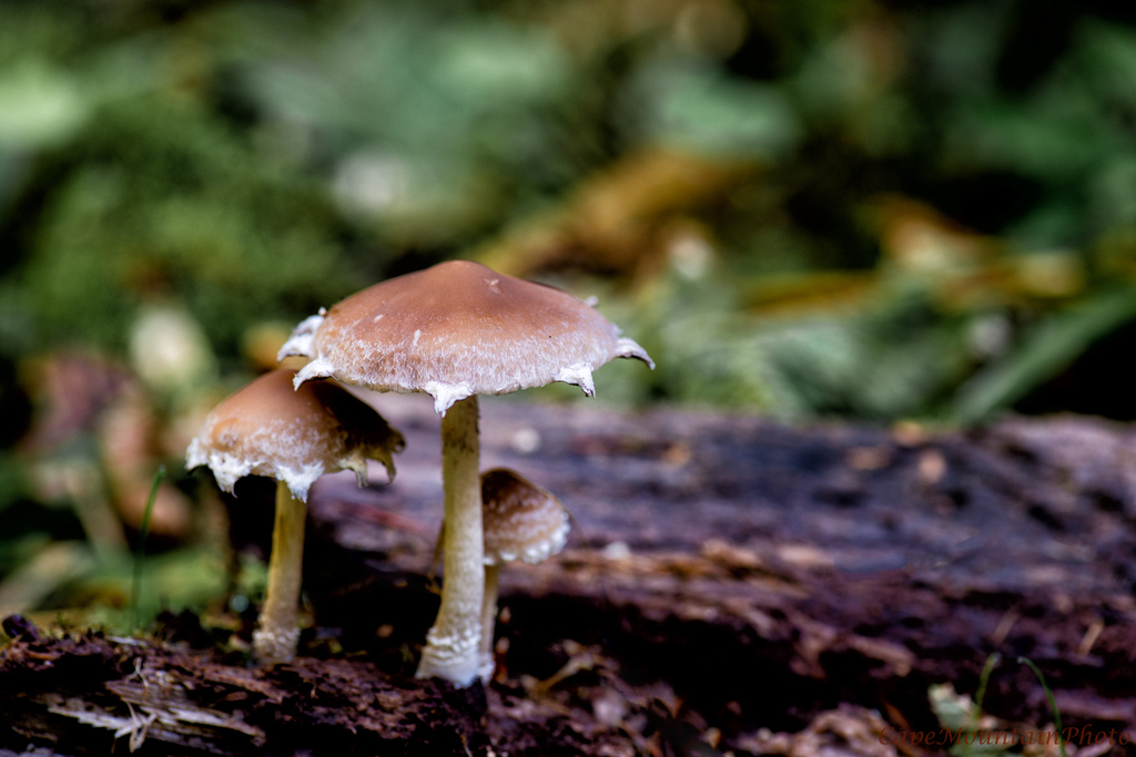 Magical Mushroom Family by jgpittenger