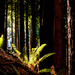 Sunlight Falling In Cedars by jgpittenger