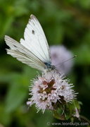 8th Sep 2013 - Green-veined White