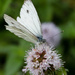 Green-veined White by leonbuys83