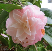 9th Sep 2013 - Camellia 'Sawada's Dream'