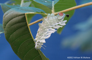 8th Sep 2013 - Unidentified Caterpillar